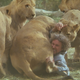 Illustration for article titled When you let actual lions direct your movie, expect to be mauled